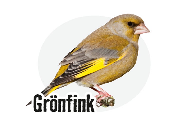 Grönfink fågel närbild