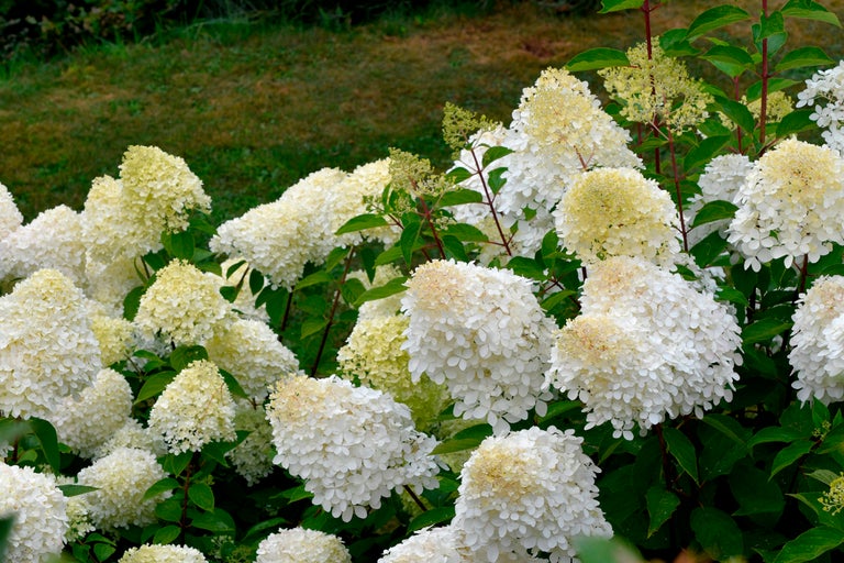 Närbild av en syrenhortensia med vita blommor och gröna blad