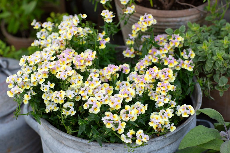 Ljus trädgårdsscen med Nemesia i en rustik zinkkruka. Andra krukväxter syns i bakgrunden.