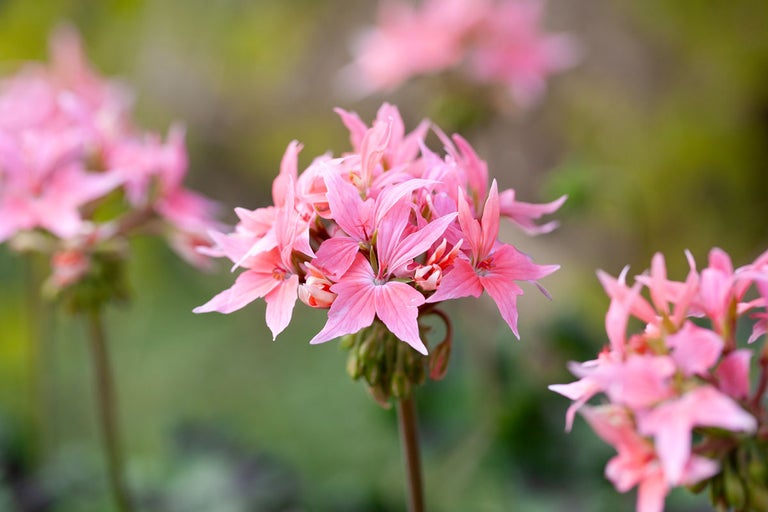 Närbild av stående pelargonblommor
