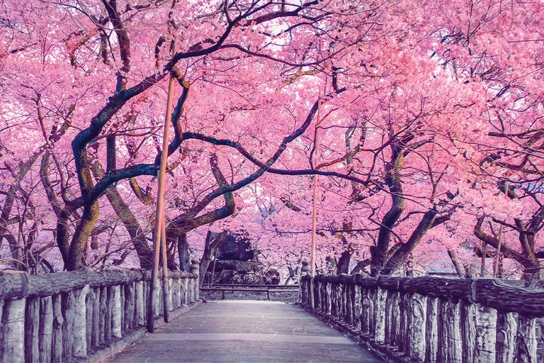 Bro med rosa blommande träd