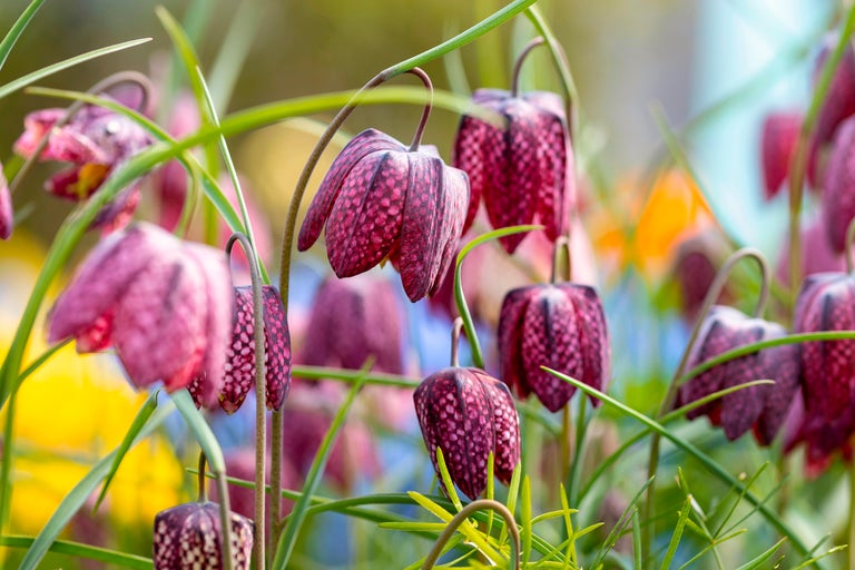 Kungsängsliljor i trädgården