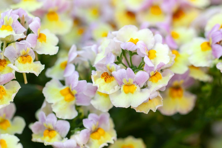 Närbild av Nemesia-blommor i lila, gult och vitt.