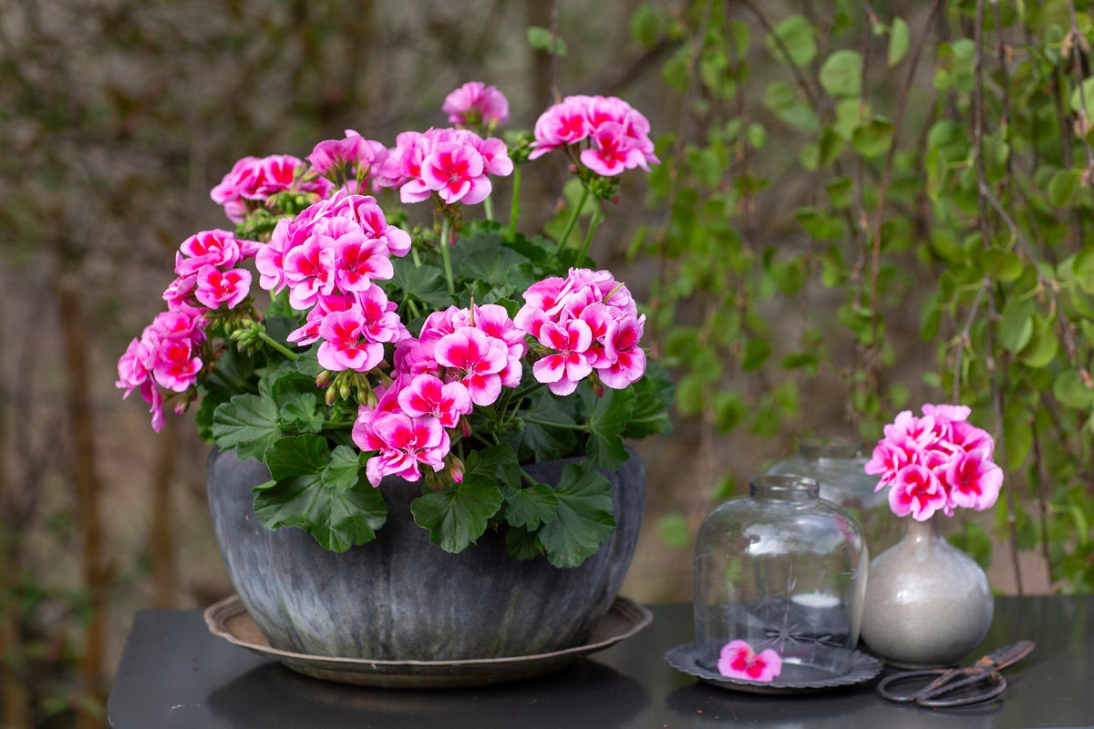 Pelargon i en kruka med dekorativa glasbehållare