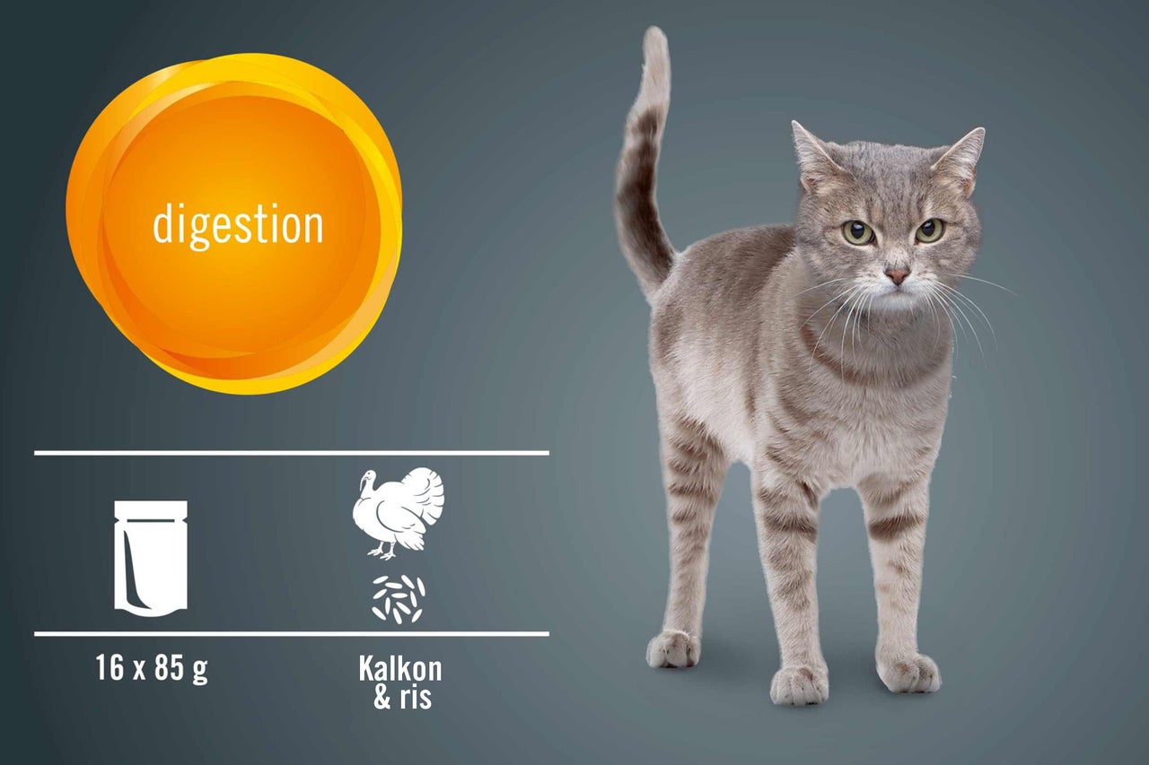 Katt och information om främjande av matsmältningen genom kattmat med kalkon och ris