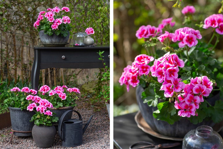 Dekorativ trädgårdsscen med pelargoner i krukor på ett bord och på marken.