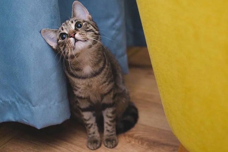 Tabbykatt lutar sig mot en gardin