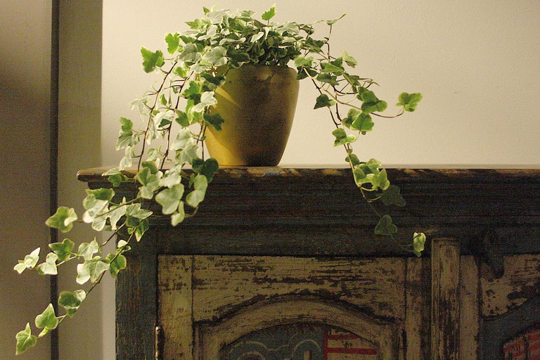 Murgröna i en kruka på ett skåp