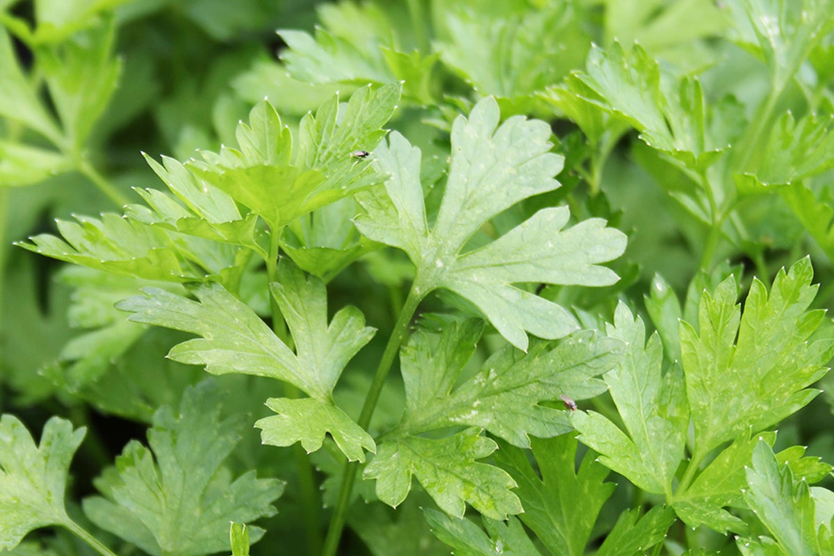 Närbild av persiljeblad