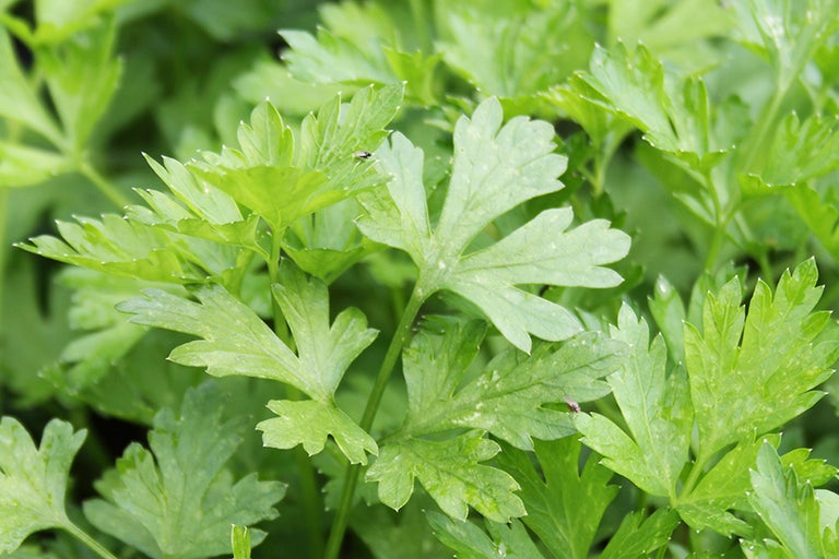 Närbild av persiljeblad