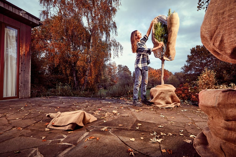 En kvinna inspekterar inpackade växter i trädgården, täckta med juteväv.