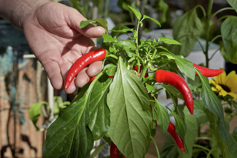 Hand håller en mogen chiliplanta med röda chilifrukter i trädgården