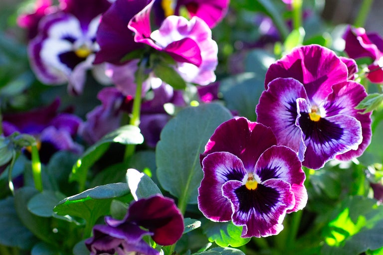 Närbild av lila penséer i trädgården