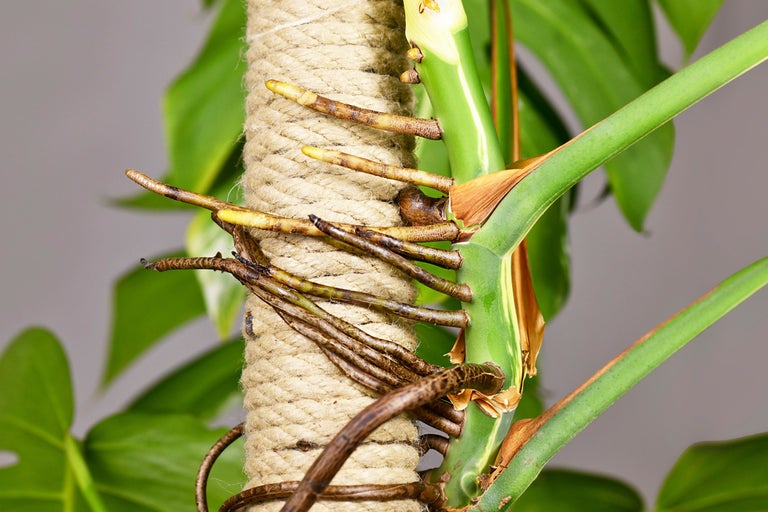 Växtstöd med Monstera-växt och luftrötter