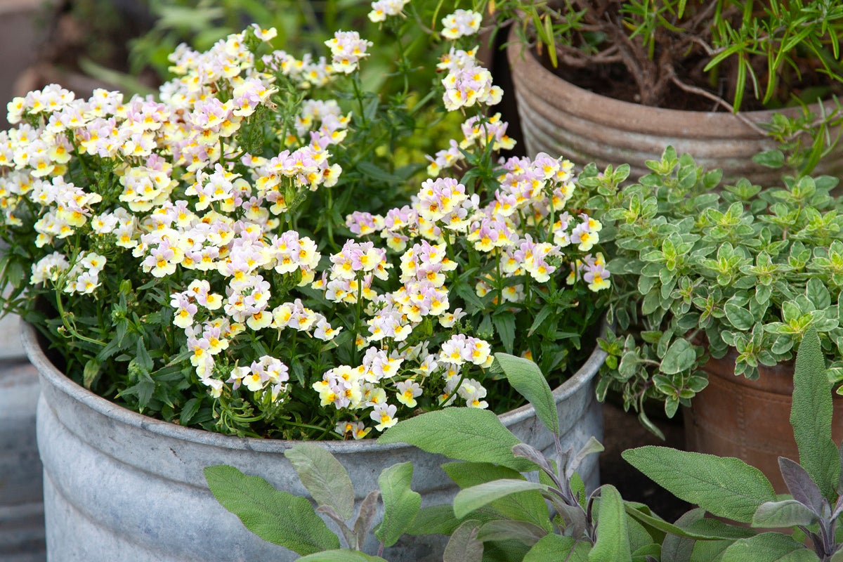 Nemesia i en zinkkruka bredvid örter som salvia och oregano i olika krukor.