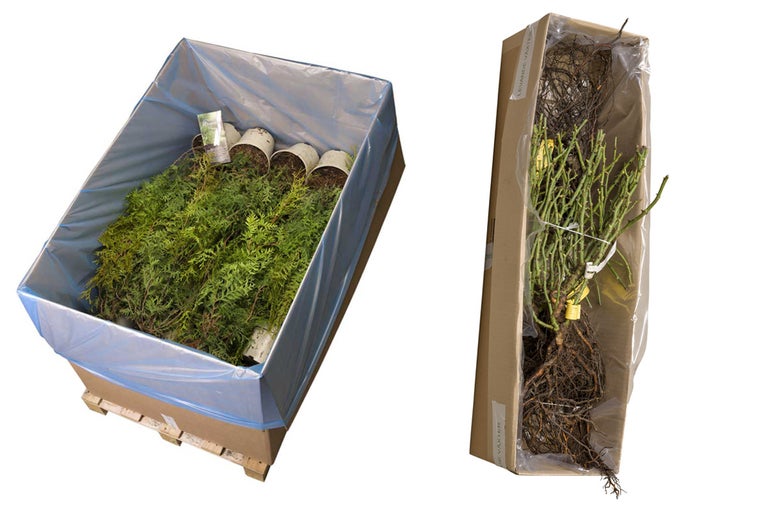 Två växtleveranser, en på en pall och den andra i en kartong.