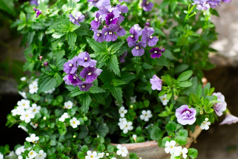 Mix av sommarblommor med lila nemesia och vit snöflinga i en lerkruka.