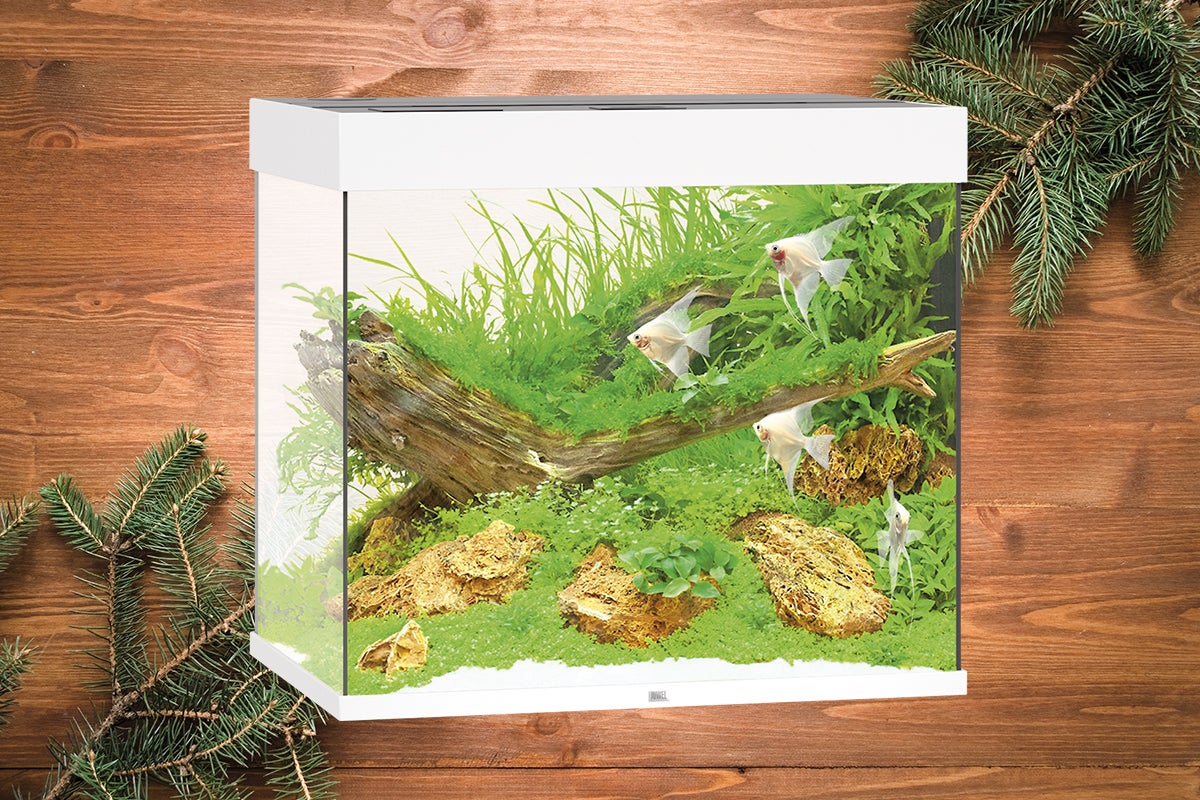Dekorativt akvarium med fiskar, växter och träelement