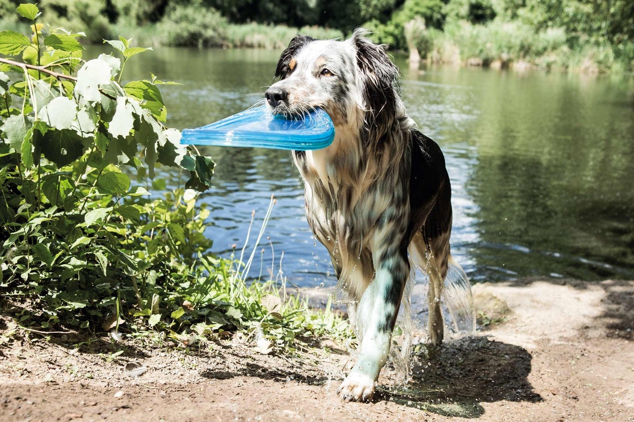 Hund med frisbee i munnen står i vattnet