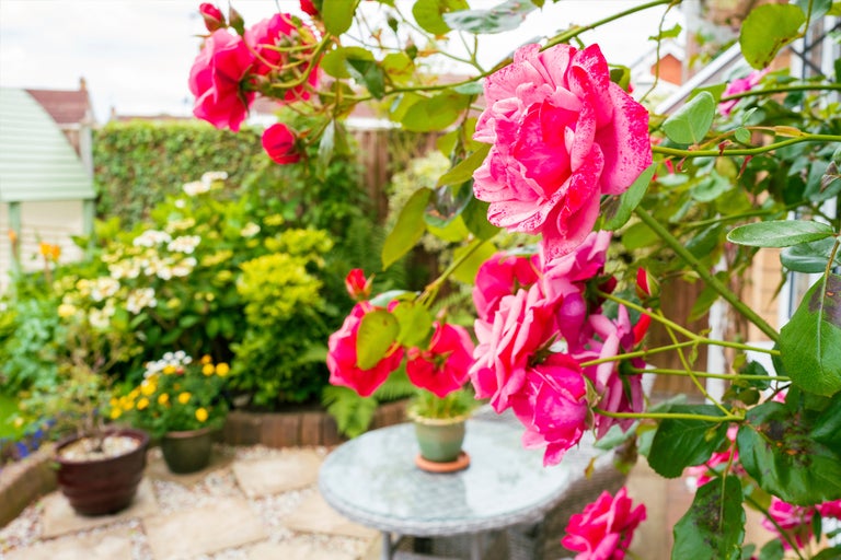 Trädgård med rosor, trädgårdsbord och växter