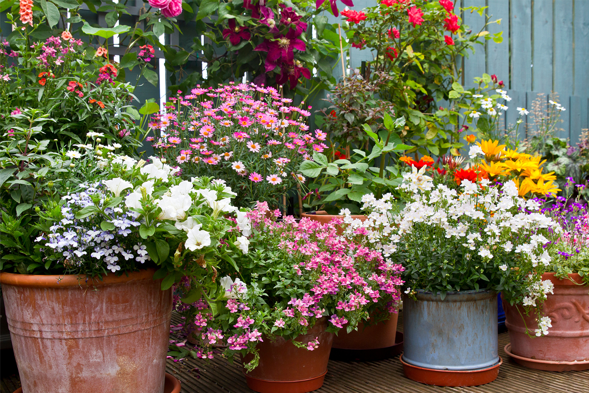 Blomsterarrangemang i krukor med blommande växter i trädgården