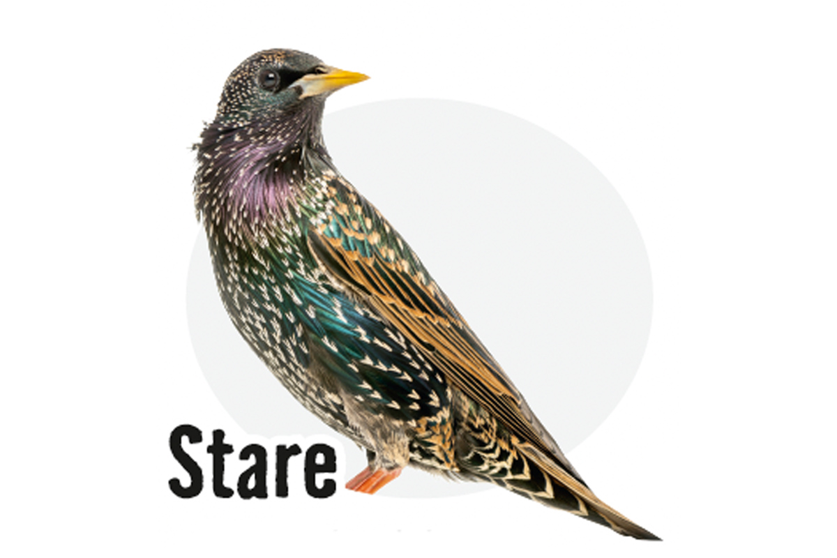 Stare