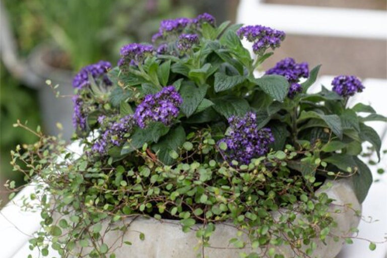 Heliotropväxt i kruka