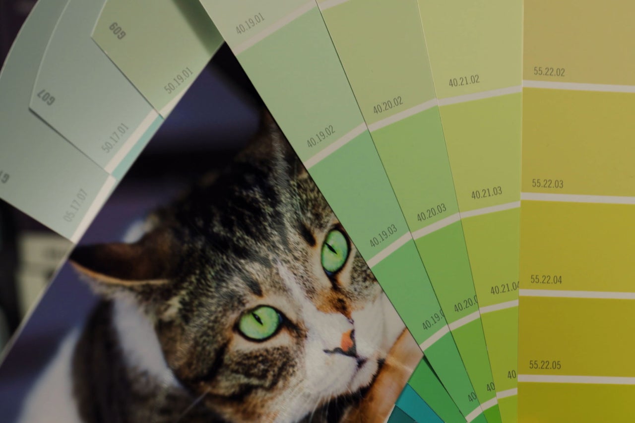 Färgkarta med gröna nyanser och kattfoto