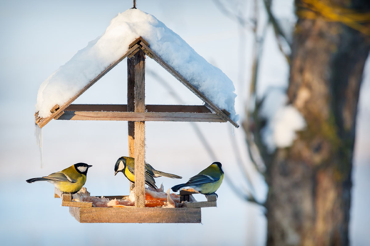 Tre mesar på ett fågelbord täckt med snö