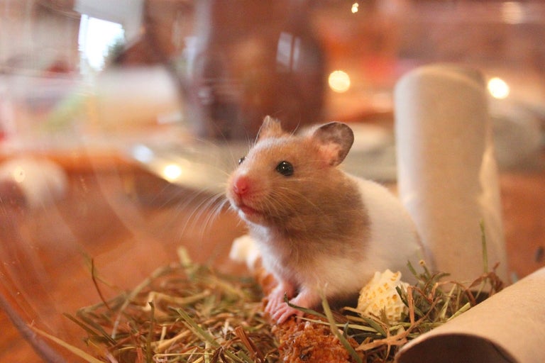 Hamster i en livsmiljö med strö och leksaker