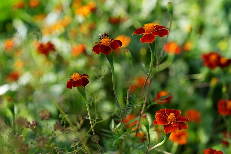 Närbild av ringblommor med ett bi