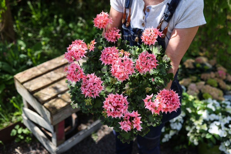 Årets Pelargon – 2025