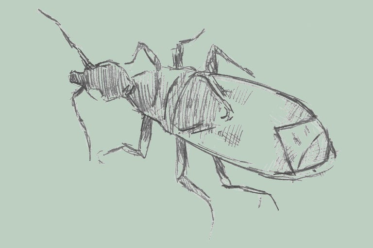 Skiss av en insekt