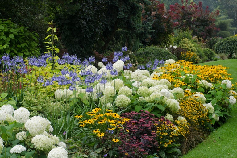 Blomsterrabatt med hortensior, rosenskära och andra blommor i trädgården