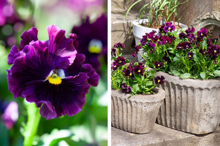 Närbild av en enda, mörk violblomma och arrangemang av penséer i planteringskärl.