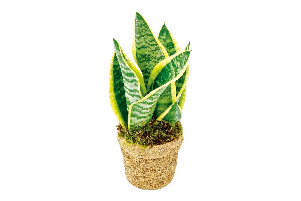 Sansevieria krukväxt i kruka