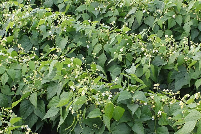 Buskar med bönväxter, blad och blommor