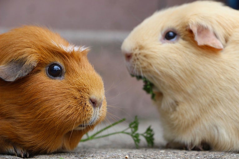 Två marsvin äter persilja