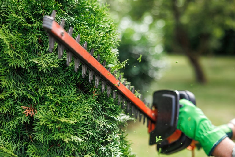 En häcksax klipper en grön häck i trädgården.