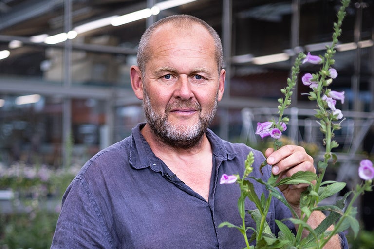 Man håller blommande Digitalis-växt