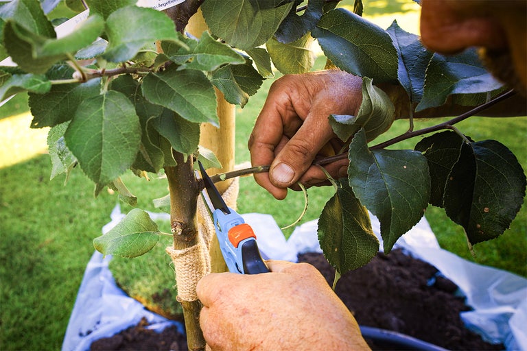 Trädgårdsmästare beskär ett skott på ett ungt träd med en trädgårdssax.