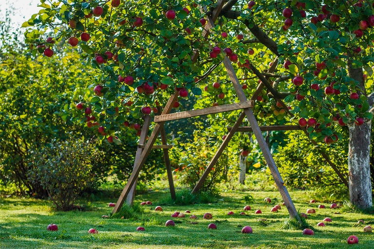 Äppelträd med mogna äpplen och stödstruktur i trädgården