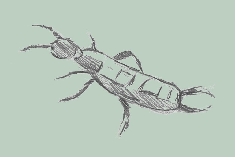 Illustration av en tvestjärt