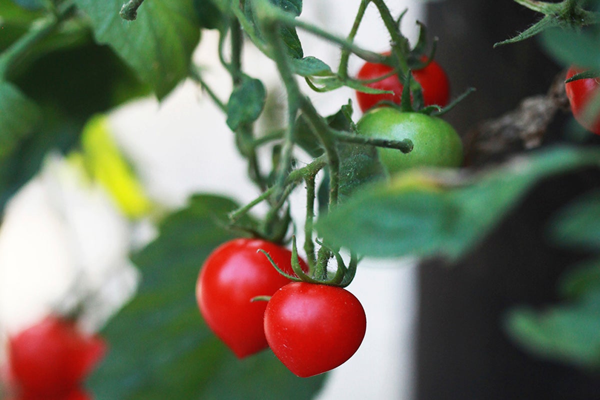 Närbild av röda och gröna tomater på busken.
