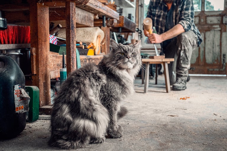 Verkstadsscen med en grå katt i förgrunden och en person som arbetar med en hammare i bakgrunden.
