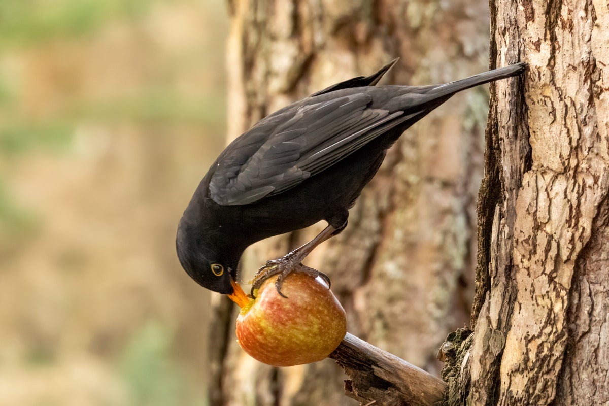 Koltrast äter äpple på en gren i en trädgård.