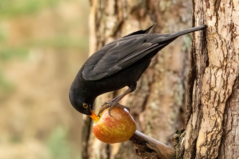 Koltrast äter äpple på en gren i en trädgård.