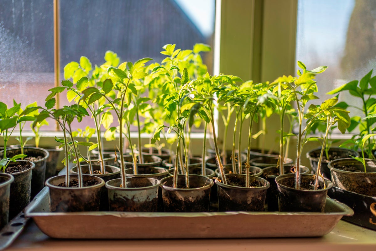 Planteringskärl med unga plantor på en fönsterbräda