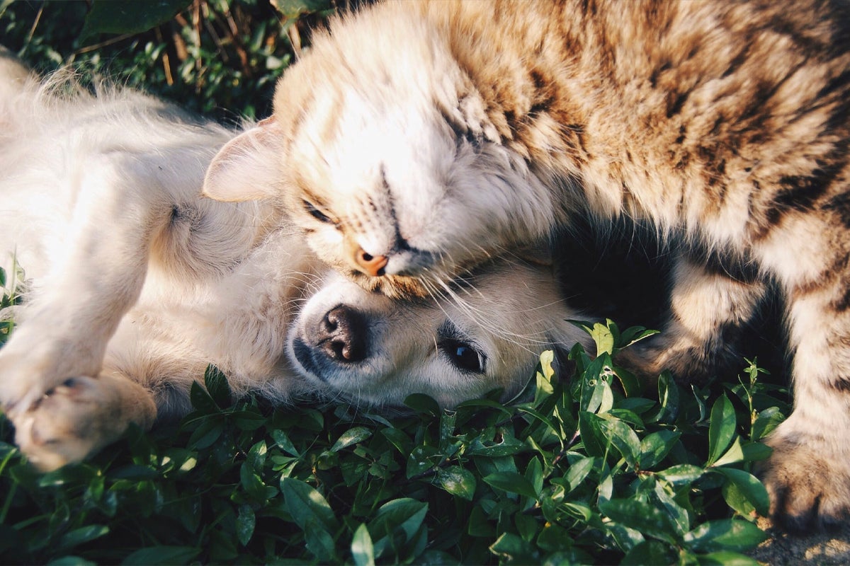 Katt och hund ligger i gräset