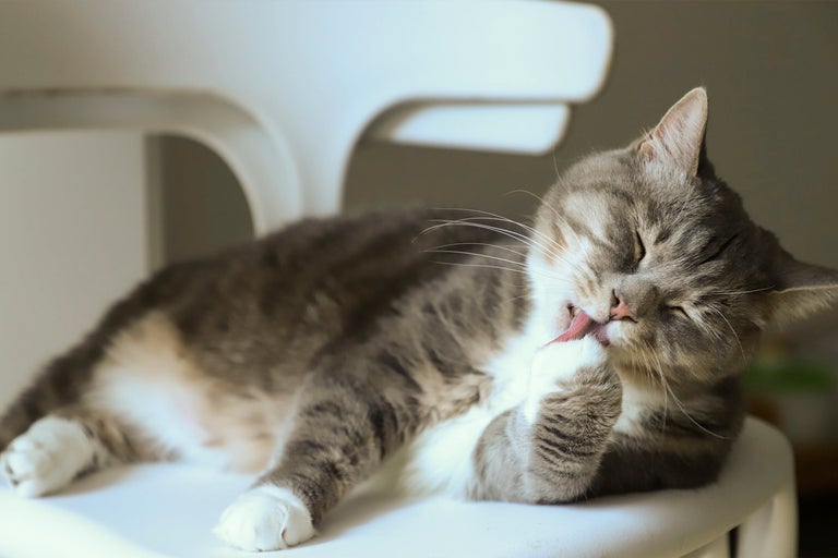 Grå katt slickar sin tass på en stol